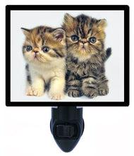 Load image into Gallery viewer, Cat Night Light, Two Persian Kittens LED Night Light
